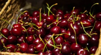Минсельхоз: урожай черешни будет не ниже прошлогоднего